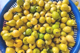 Ổi mỡ thơm lừng, bà nội trợ chiều chòng đặt mua về ngâm rượu