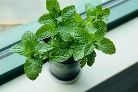 6 cách dùng lá bạc hà để làm sạch nhà cửa