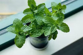 6 cách dùng lá bạc hà để làm sạch nhà cửa