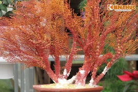 San hô bonsai siêu độc đáo xuất hiện ở Hà Nội