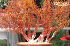 San hô bonsai siêu độc đáo xuất hiện ở Hà Nội