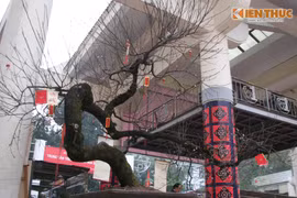 Tận mục đào cổ SaPa thế "giáng long", thét giá 600 triệu