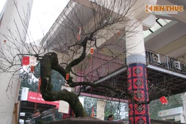 Tận mục đào cổ SaPa thế "giáng long", thét giá 600 triệu