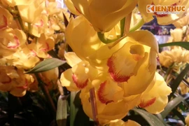 Đột nhập thị trường hoa lan giá khủng ở Hà Nội