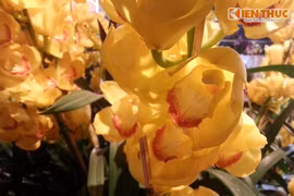 Đột nhập thị trường hoa lan giá khủng ở Hà Nội