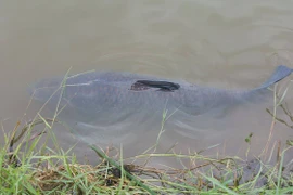 Câu được cá trắm “khủng” dài 1,3m, nặng 35 kg tại HN