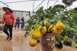 Dư âm COVID-19, làng hoa Xuân Quan kém nhộn nhịp ngày cận Tết