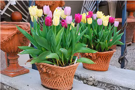 3 loài cây không nên đặt trong nhà kẻo phá vỡ vận khí, gia chủ dễ đau ốm