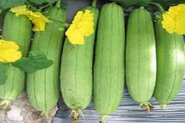 Video: Mướp hương, bài thuốc trị bệnh tiểu đường của người nghèo