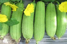 Video: Mướp hương, bài thuốc trị bệnh tiểu đường của người nghèo