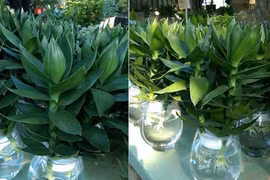 Video: Cây phát lộc đặt ở đâu để cả năm hanh thông may mắn?