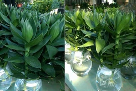 Video: Cây phát lộc đặt ở đâu để cả năm hanh thông may mắn?