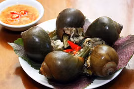 Video: Ốc nhồi - vị thuốc lợi tiểu, tiêu thũng, chữa được hơn 9 bệnh khác