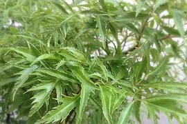 Video: Thần dược vừa chữa bách bệnh vừa chặn khí xấu, hút tài lộc