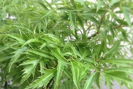 Video: Thần dược vừa chữa bách bệnh vừa chặn khí xấu, hút tài lộc