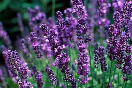 Video: Nhà chật hẹp tới đâu cũng nên trồng những cây thuốc quý này