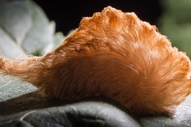 Video: 10 loài vật nhỏ bé nhưng nguy hiểm nhất thế giới