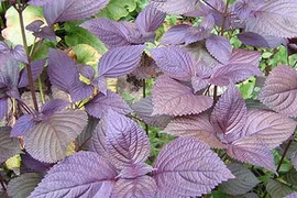 Video: Trồng cây này ngoài ban công, cả đời không lo dị ứng