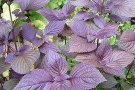 Video: Trồng cây này ngoài ban công, cả đời không lo dị ứng