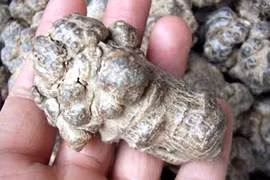 Video: Khám phá vị thuốc gối đầu giường cho bệnh nhân ung thư