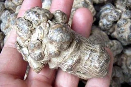 Video: Khám phá vị thuốc gối đầu giường cho bệnh nhân ung thư