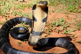 Video: 10 loài động vật có nọc độc nguy hiểm nhất hành tinh