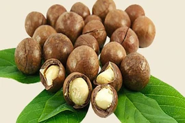 Video: Công dụng “thần thánh” của hạt macca đối với sức khỏe