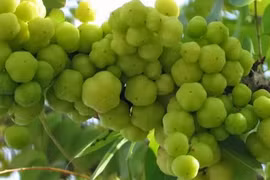 Video: Mắc các bệnh sau, chỉ cần 1 nắm quả chùm ruột là khỏi hẳn