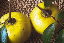 Video: Bài thuốc dân gian chữa bệnh từ quả thị hiệu quả