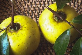 Video: Bài thuốc dân gian chữa bệnh từ quả thị hiệu quả