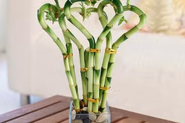 Video: Trồng gấp cây này vào cuối năm để được bình an may mắn