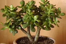 Video: 5 loài cây phong thủy hút tài lộc cho gia chủ giàu sang suốt đời