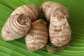 Video: Chế khoai sọ thành bài thuốc trị viêm thận mạn tính