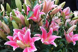 Video: 9 loại hoa cấm kỵ không đặt lên bàn thờ kẻo tán gia bại sản