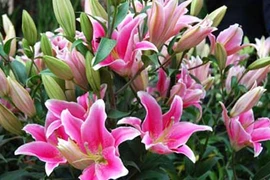 Video: 9 loại hoa cấm kỵ không đặt lên bàn thờ kẻo tán gia bại sản