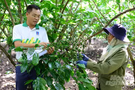 Phân bón Phú Mỹ làm tăng 20% năng suất cây công nghiệp