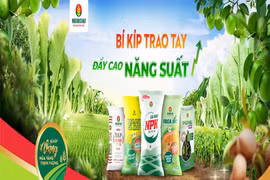 Phân bón Cà Mau được vinh danh Top 10 thương hiệu mạnh 