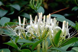 Cây kim ngân có thể hỗ trợ làm giảm tác hại của cúm đối với cơ thể