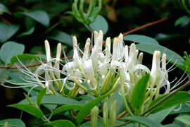 Cây kim ngân có thể hỗ trợ làm giảm tác hại của cúm đối với cơ thể