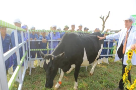 Trang trại bò sữa hữu cơ TH - Đóa hướng dương kiêu hãnh