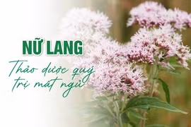 Nữ lang: Thảo dược quý trị mất ngủ