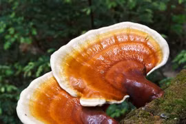 Nấm lim xanh rừng Tiên Phước giá bao nhiêu và nơi bán uy tín