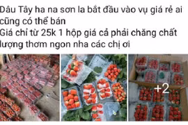 Vì sao dâu tây giá rẻ tràn ngập chợ?