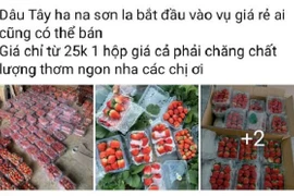 Vì sao dâu tây giá rẻ tràn ngập chợ?