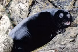 Những sinh vật đen nhất quả đất