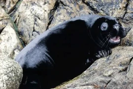 Những sinh vật đen nhất quả đất