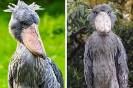 Hoảng hồn những động vật bị "lỗi tạo hóa" ngay từ khi lọt lòng 