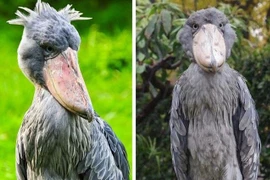 Hoảng hồn những động vật bị "lỗi tạo hóa" ngay từ khi lọt lòng 