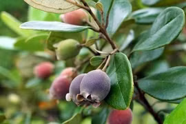 Kinh ngạc loại quả mọc dại đầy Việt Nam, lại là... kho báu ở TQ 