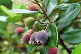 Kinh ngạc loại quả mọc dại đầy Việt Nam, lại là... kho báu ở TQ 